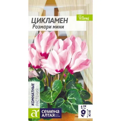 Цикламен - Cyclamen. Уход за Цикламеном. Фото