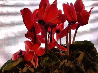 Цикламен: уход в домашних условиях за растением, чтобы он радовал цветением