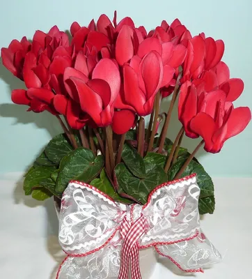 Комнатный цветок \"Цикламен фиолетовый\" купить по низкой цене в  интернет-магазине kashpo.store