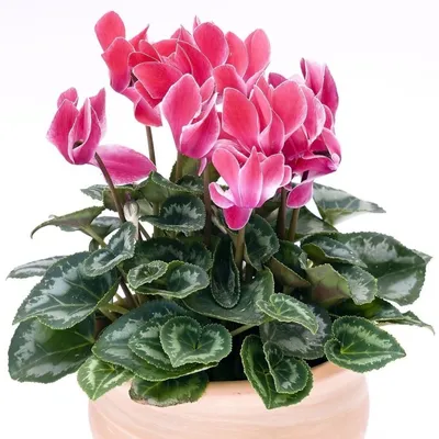 Комнатный цветок \"Цикламен Флёр Энд Вог\" купить по низкой цене в  интернет-магазине kashpo.store