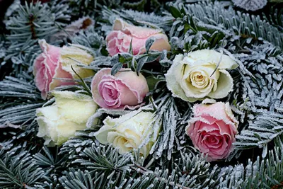 Флора среди белых холодов: фото белого снега с яркими цветами