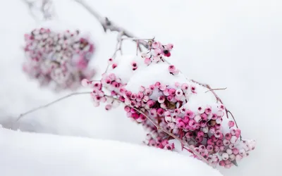 Снежная атмосфера: изображения цветов на фоне белого снега