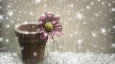 Снежное обрамление: фото цветов, украшенных пушистыми холодами