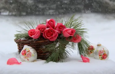 Волшебное пробуждение: фотография цветов, выходящих из снега