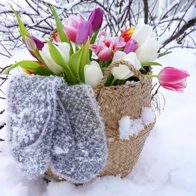 Зимний симфоний: фотография цветов на фоне пушистого снега