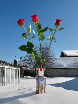 Зимний венец: фотография цветов, украшающих снежный пейзаж