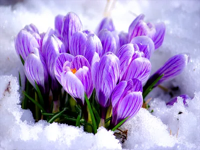 Яркое сияние зимы: изображения цветов на фоне белых сугробов