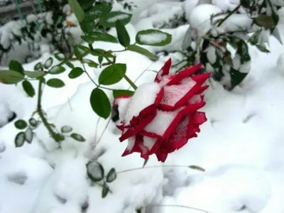 Сказка морозного утра: фото цветов на снежном покрытии