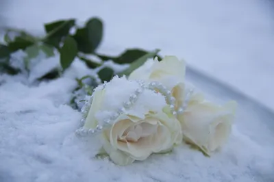 Зимние переливы: фотография цветов с отражением на снегу