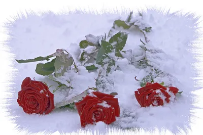 Феерия зимних оттенков: изображения цветов в холодном обрамлении