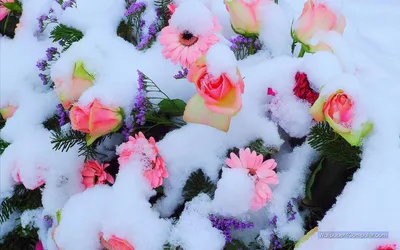 Идеальное сочетание: изображения с цветами на снежном фоне