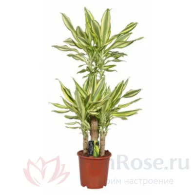 Драцена Фрагранс душистая / Dracaena Fragrans вечнозеленое  декоративно-лиственное растение купить Киев, продажа, цена, фото, доставка,  уход