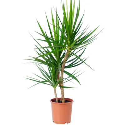 Драцена душистая (Dracaena fragrans) 100-15 - купить в Минске с доставкой,  цена и фото в интернет-магазине Cvetok.by