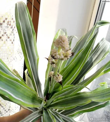 ДРАЦЕНА ДУШИСТАЯ «WARNECKII» - Botanic Craft | Цветы и растения в Хабаровске