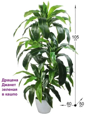 Драцена Маргината (Окаймленная) 3 ствола H115 D21 см (4DRSU3S10) - купить  за 7 261 ₽ в интернет-магазине Гарден Гров