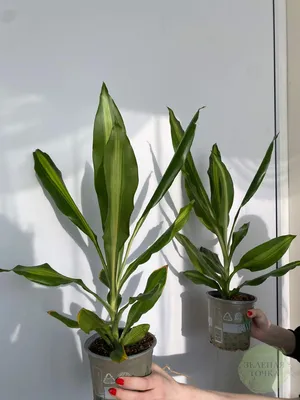 Отзыв о Комнатное растение Драцена Marginata bicolor | Создаёт уют и  красоту.