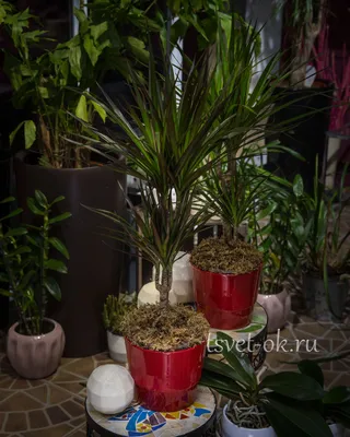 Драцена Маргината купить в Москве с доставкой в интернет магазине Pilea
