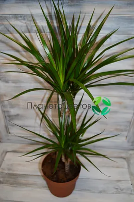 Драцена душистая (Dracaena fragrans) — Рассада цветов и овощей.