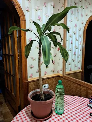 Драцена голден коаст (Dracaena Fragrans Golden Coast) | Клумба - интернет  магазин цветов в Туле