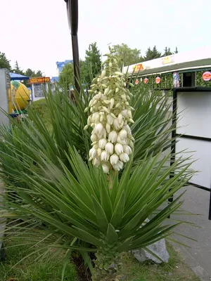 Семена Юкка нитчатая (Yucca filamentosa) - Цена: €2.35