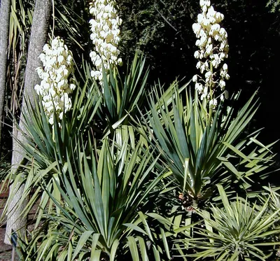 Юкка садовая (Yucca) — купите саженцы в контейнере в Краснодаре -  Прекраснодар — садовый центр в Краснодаре