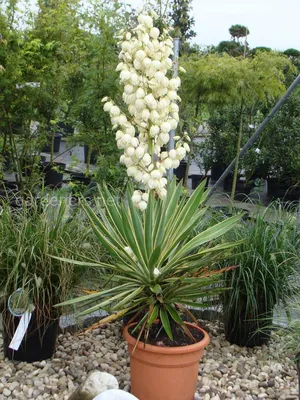 Юкка | MULTIFLORA