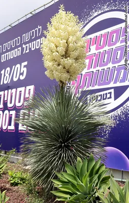 Цветущая юкка.