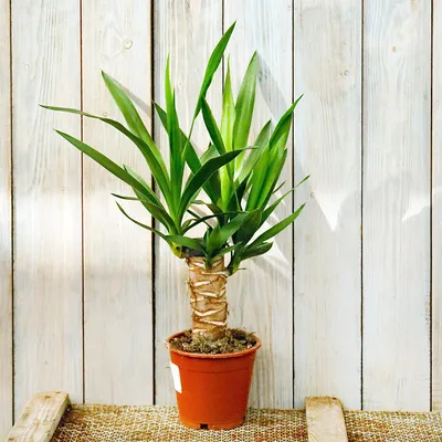 Купить саженцы Юкка Нитчатая (Yucca Filamentosa) в питомнике. Для сорта Юкка  Нитчатая (Yucca Filamentosa) есть описание, фото, цены и отзывы садоводов.