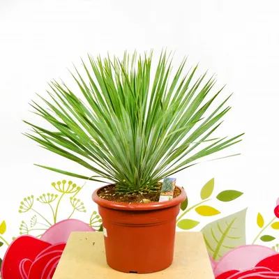 Юкка нитчатая (Yucca filamentosa) - Многолетних цветов весна 2024 года -  каталог хосты, каталог брунеры, каталог пионов, каталог лилейников