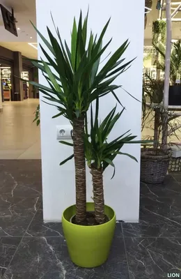 Каталог Юкка Вертакт (Yucca) Р233 от магазина daflor