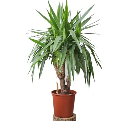 Многолетнее древовидное растение юкка (Yucca) - это красивое, яркое зеленое  создание, при одном взгляде на которое поднимается… | Instagram