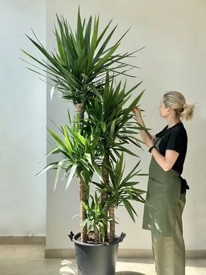Юкка (Yucca) - купить в Минске с доставкой, цена и фото в интернет-магазине  Cvetok.by