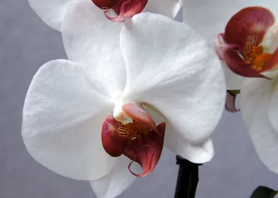 Белая орхидея с розовой серединкой - 64 фото