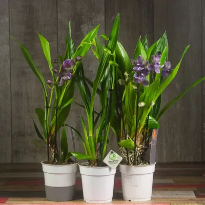 DziunyDom Гибкая опора для орхидей и комнатных растений