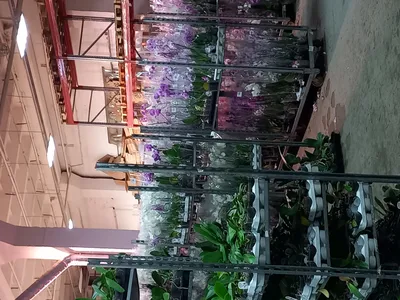 Цветущая орхидея позиция фото фотографии