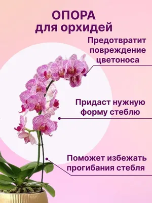 Горная орхидея цветок - 63 фото