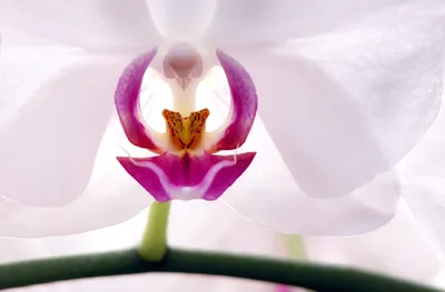Орхидея с большой губой - 67 фото