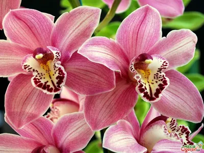Постельное белье 2 сп/европр. сатин - жаккард Цветущая орхидея