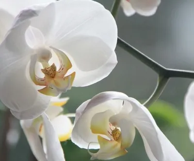 Орхидея мильтония купить