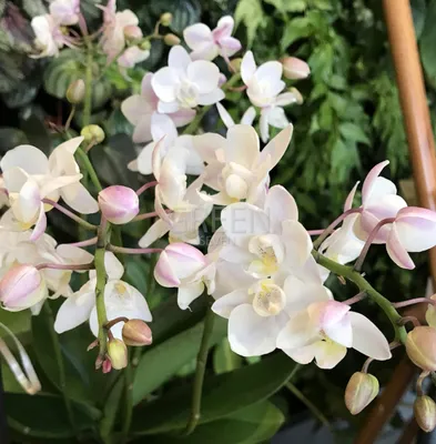 Орхидея вики - 73 фото