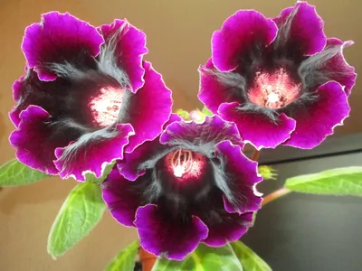 Bi-es парфюмерная вода Blossom Orchid - «Чем дешевле духи, тем сильнее  запах и тем громче головная боль. Спасти аромат может позитивная  установка.» | отзывы