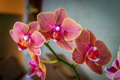 Орхидея блоссом - 62 фото