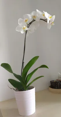 Орхидея вики - 73 фото