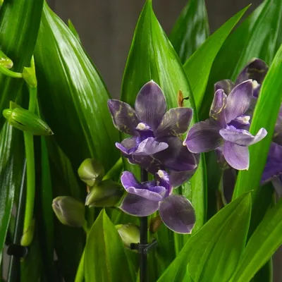 Орхидея зигопеталум купить