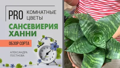 Сансевиерия: уход в домашних условиях, фото, виды, сорта, пересадка,  болезни и вредители цветка