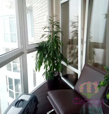 Топ комнатных растений для солнечной стороны: правила выращивания комнатных  растений на южном окне
