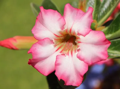 Адениум: цветок пустыни - посадка, уход, фото, как вырастить и собрать  урожай - «Блог Флориум.юа» 2024