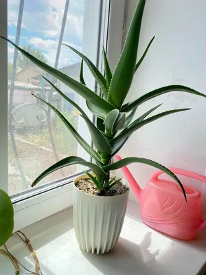 ALOE VERA растение в горшке Алоэ 12 см | IKEA Latvija