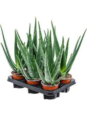 Алоэ, столетник - Aloe. Уход за алое.