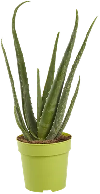 Растение \"Алоэ\", 95*60*130мм купить в Москве по цене 705 руб. в  интернет-магазине ExoLife